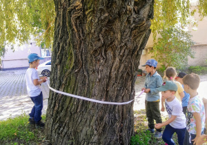 Grupa dzieci przebywających w ogrodzie przedszkolnym w słoneczny wrześniowy dzień dokonuje pomiaru obwodu drzewa z wykorzystaniem taśmy. Widoczne duże zainteresowanie i chęć działania podczas wykonywanego zadania.